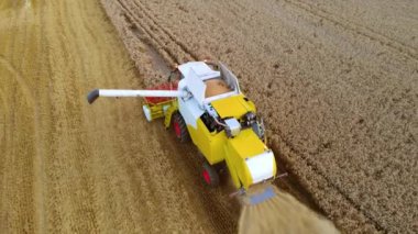 Buğday tarlasını hasat eden ekin biçme makinesini birleştirin. Tarımsal tarım sektöründe çalışmak ve organik ekolojik biyolojik gıda üretimi