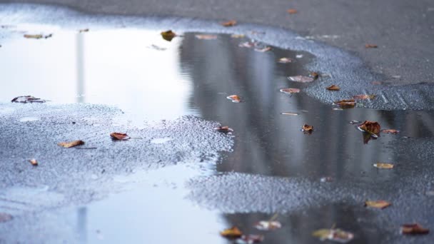 Wasser Einer Pfütze Mit Herabgefallenen Trockenen Blättern Und Häuserspiegelungen Auf — Stockvideo