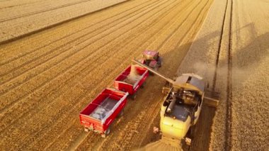 Hasatçı buğday tarlasında traktör römorkuna tahıl döker. Hasat, mevsimlik tarım, tarım ve çiftçilik.