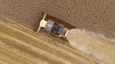 Hasat makinası tarlada sarı buğday ekinlerini keserken tahıl boşaltmak için ağırlığı yavaşça açar. Hasat, mevsimlik tarım, tarım ve çiftçilik.