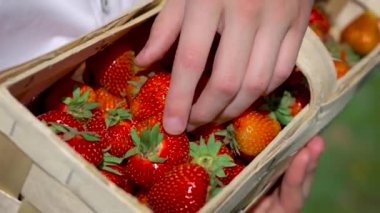 Çiftçi çocuk elleri, ahşap kutuda taze koparılmış parlak kırmızı çilek tutuyor. Organik yiyecekler, biyolojik ev meyveleri, sağlıklı yiyecekler.