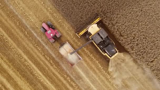 Kombinovat Sklízeč Nakládající Pšeničná Zrna Tahače Přívěsu Zemědělském Poli Shora — Stock video