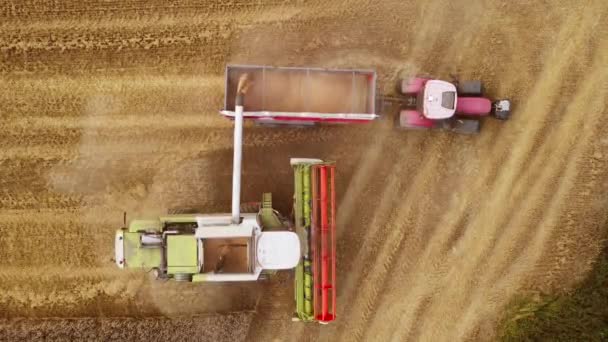 트랙터 트레일러 전망으로 보리를 따르는 수확기의 유기농 바이오 식품에서 — 비디오