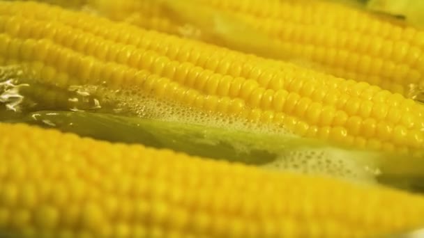 Sockermajs Och Mogen Majskokning Kokande Vatten Kastrull Köket Vegetarianism Diet — Stockvideo