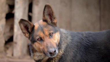 Yüzünde şaşkın ve komik bir ifade olan köpek kameraya bakıyor, sadık arkadaşı eski ahşap arka plana karşı. Evcil hayvan bakımı konsepti