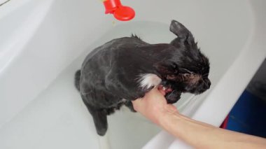 Kadın kedinin üzerine pire şampuanı döküyor. Kediyi küvette yıkayan parazit kontrolü, veteriner ev bakımı tavsiyeleri. Hayvan bakımı, dezenfeksiyon tedavisi, pire yok etme.