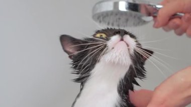 Yavru kedi duşu. Duşun altında banyo yaparken sarı gözlü siyah kedi ağızlığı. Kadın elleri kediyi beyaz banyoda dikkatlice yıkar. Hayvan bakımı, dezenfeksiyon tedavisi, pire yok etme.