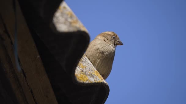 Bird Perched Roof Building Sparrow Sitting Blue Sky Background Feathers — Stock Video