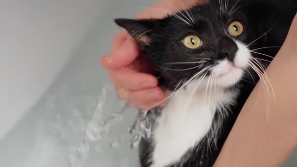 Schwarz Weiße Katze Badewanne Gewaschen Kitty Fell Nass Und Hand — Stockvideo