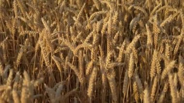 Buğday tarlası, olgunlaşmış tahıl kulakları hafif rüzgardan sallanıyor. Altın arpa yavaşça yaklaşarak sallanıyor. Yaz gününde olgunlaşan mahsuller. İş ve üretim organik eko için tarım çiftliğinde çalışmak