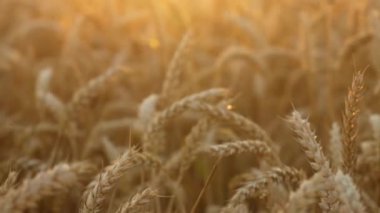 Büyüyen Buğday Tarlası 'nı kapatın. Hasattan önce ekinlerin büyüdüğü kırsal tarım tarlalarının detaylı görüntüsü. Akşam gün batımında altın arpa kulakları