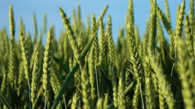 Çiftlik arazisindeki tahıl tarlaları. Mavi gökyüzünün altında buğday yetişiyor. Çiftlik, çiftlik, kırsal alan