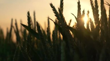 Yeşil Buğday Tarlasında Güneş Batıyor: Büyümekte olan Kırsal Tarım Tahılları. Tarımsal çiftlikte iş ve üretim için organik ekolojik biyolojik gıda üretimi.