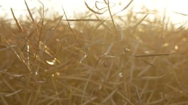 Olgun Canola Sahası ve Güneş Arkaplanda. Hasat mevsiminde olgunlaşan yağ tohumu. Kırsal kesimde ırz düşmanı yetiştiriyorum. Tarım endüstrisinde yeşil biyolojik yakıt üretimi. Ekoloji gazı kavramı