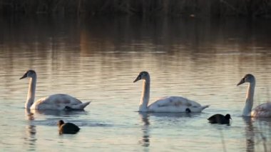 Kuğular göl yüzeyinde zarafetle yüzüyor. Kuşlar kışı doğal ortamlarında geçirirler ve akşam nehrinin yüzeyinde yüzerler. Hayvanların daha sıcak iklimlere göçü. Hayvanat Bahçesi
