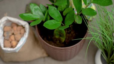 Yaklaş, lastik eldivenli kadın elleri kapalı kapılar için saksıdaki bitkiler için özel spatula kullanıyor. Saksıya çiçek ekme işlemi. Bahçe aletleri, ekoloji uygula. Bakım kavramı