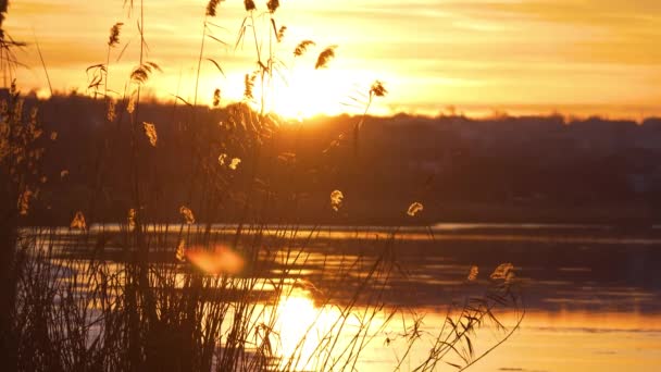 Прекрасная Золотая Тростниковая Трава Растет Берегах Реки Пруда Озера Сценический — стоковое видео