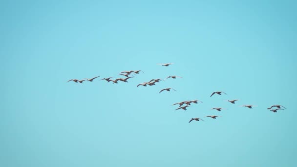 渡り鳥の群れについて スウェーデンとガチョウは海と川の上に日没する空を形成する スローモーション 鳥は群れで飛ぶ 青い空の背景 — ストック動画