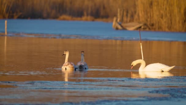 Grupo Cisnes Natação Topo Lago Pássaros Inverno Rio Nadar Graciosamente — Vídeo de Stock