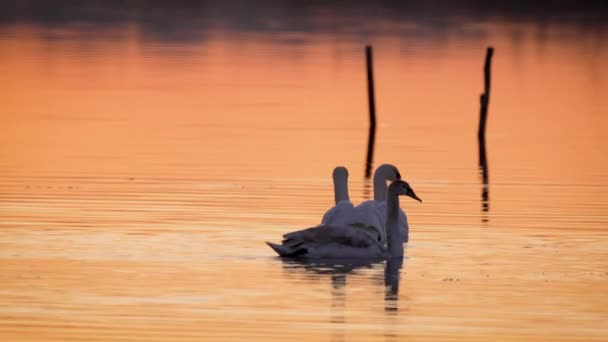 Trois Cygnes Nageant Dans Lac Coucher Soleil Population Oiseaux Hivernants — Video