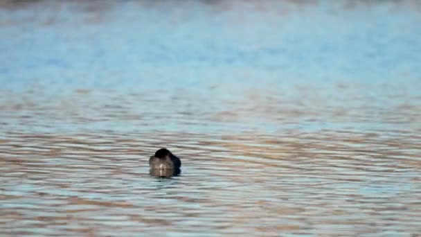 Bird Swimming Water Overwintering Birds Natural Habitat Dalam Bahasa Inggris — Stok Video