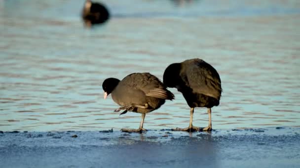 Две Птицы Стоящие Краю Замерзшего Озера Естественной Среде Обитания Течение — стоковое видео