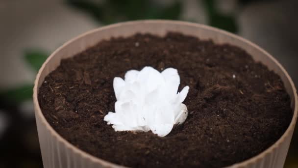 Sprouted Biały Kwiat Piękna Roślin Domowych Doniczce Pojęcie Pochodzenia Życia — Wideo stockowe