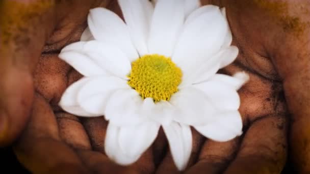 Закрыть Садовников Грязные Пальмы Крутящиеся Красивые Белые Цветущие Цветы Тонкими — стоковое видео
