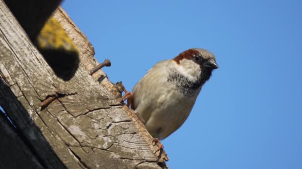 Oiseau Perché Sur Poteau Bois Moineau Avec Des Plumes Brunes — Video