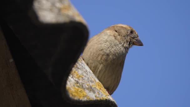 Fågel Uppflugen Trästrukturen Sparv Sittande Ovanpå Trähusets Tak Med Fjädrar — Stockvideo