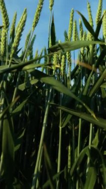 Buğday tarlasında yemyeşil bitkilerin yakınında. Dikey oryantasyon. Tarımsal çiftlikte iş ve üretim için organik ekolojik biyolojik gıda üretimi.