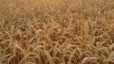 Olgun buğday hasadına hazır canlı tarla. Kırsal tarım tarlaları gün batımında buğday mahsullerini doldurdu. Altın arpa tohumu kulakları kapatın