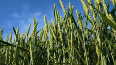 Mavi Gökyüzü Arkaplanı ile yakın plan Yeşil Buğday Tarlası. Kırsal tarım tahılları büyüyor. Bereketli toprak, hasat festivali, mahsul verimi. Tarım endüstrisi