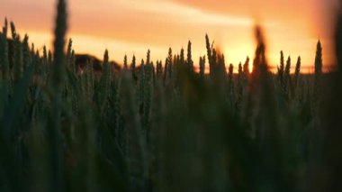 Yeşillik Yeşil Buğday Tarlasında Muhteşem Günbatımı. Kırsal Tarım Tanecikleri hızla büyüyor. Tarımsal çiftlikte iş ve üretim için organik ekolojik biyolojik gıda üretimi.