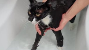Kedi sağanağı, banyoda kürk hijyeni. Mutsuz kediyi küvette yıkamak. Islak, mide bulandırıcı, suda mutsuz kedi. Hayvan bakımı, dezenfeksiyon tedavisi, pire yok etme.