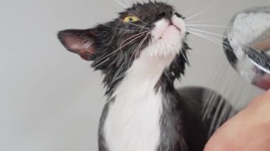 Kedi sağanağı, banyoda kürk hijyeni. Küvette duş başlığından sulanan ıslak siyah kedi. Bakım hijyen prosedürü. Hayvan bakımı, dezenfeksiyon tedavisi, pire yok etme.