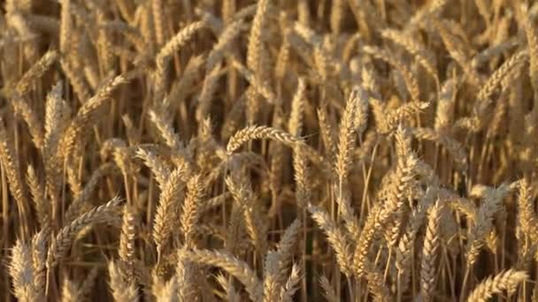 Обильное Пшеничное Поле Готово Жатве Сельское Хозяйство Обширным Пространством Зрелых — стоковое видео