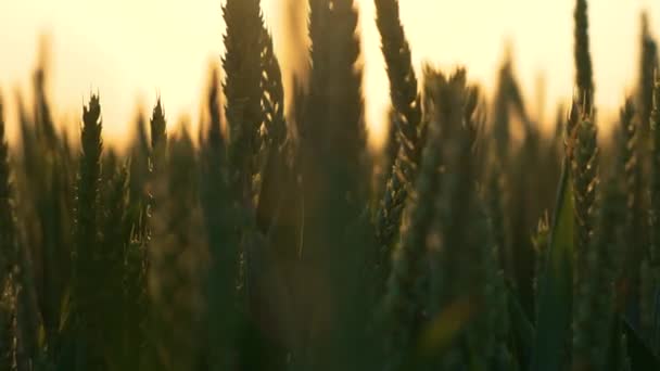 Zelené Pšeničné Pole Sluncem Pozadí Západ Slunce Paprsky Přes Pšeničné — Stock video