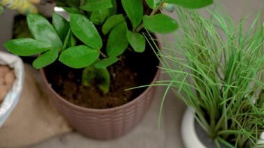 Ev bahçıvanı bitkiler için toprak değiştirerek kapalı alandaki bitkilerle ilgilenir. Zamioculcas çiçeği. Saksıya çiçek ekme işlemi. Bahçe aletleri, ekoloji uygula. Kapalı alandaki bitkilerle ilgilenme kavramı