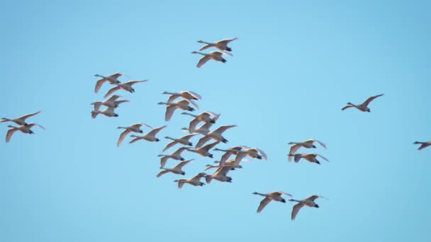 Aves Bandada Flotando Aire Agitando Sus Alas Cisnes Voladores Cielo — Vídeo de stock
