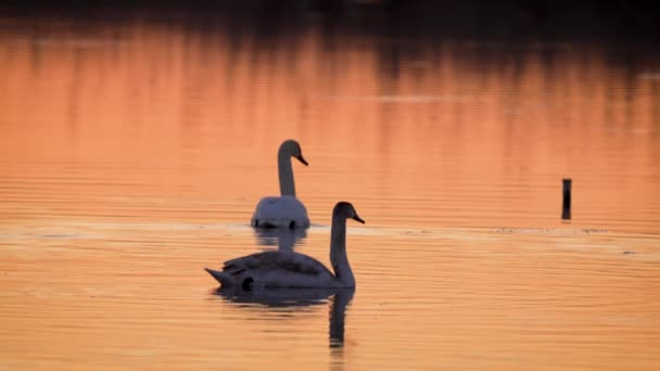 Geniş Göl Suyunda Beyaz Kahverengi Tüylü Sarı Güneş Işığı Yansımalı — Stok video