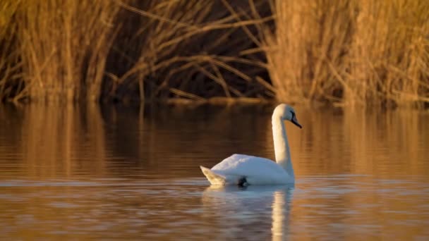 Белый Лебедь Плавающий Озере Зимой Орнитология Большой Гусь Плавает Реке — стоковое видео