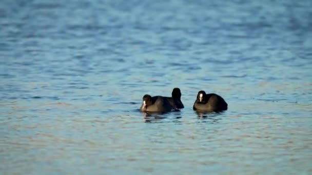 鸭群在湖中共游 黑鸟在水下潜水捕鱼 在河上的自然栖息地过冬 动物向气候变暖的地区迁移 Fauna环境保护 — 图库视频影像