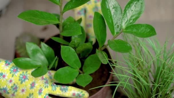 Gjenta Hjemmeplante Plante Pølsekakker Potte Omsorg Potteplante – stockvideo