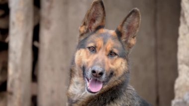 Alman Çoban Köpeği 'ni kapatın. Sivri kulaklar, güçlü çene ve koyu gözler gibi belirgin özelliklerini gösterir. Köpeğin tüyleri görünürde ve burnu hafif nemli.