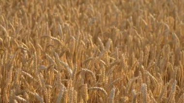 Olgun Buğday Hasata Hazır Cömert Tarla. Olgun buğday ekinleriyle kaplı geniş bir kırsal tarım arazisi. Altın arpa tohumu kulakları kapatın