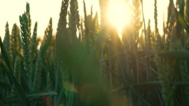 Gün batımında tarım alanında. Tarım kırsal buğday mahsulü ve büyüyen tahıl ürünleri yakında. Bereketli toprak, hasat festivali, mahsul verimi. Tarım endüstrisi