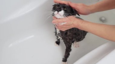 Küvette siyah beyaz kedi yıkayan bir kadın. Kedi nazikçe ovalarken sakin görünüyor. Hayvan bakımı, dezenfeksiyon tedavisi, pire yok etme.