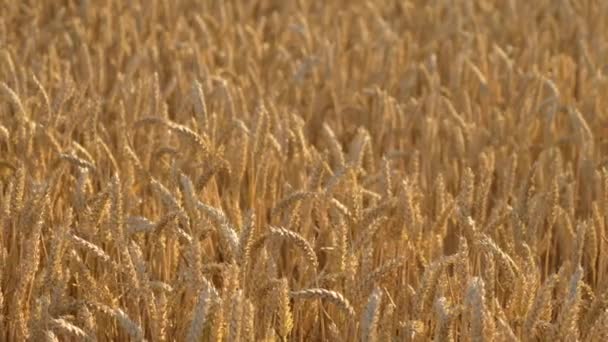 Olgun Buğday Hasata Hazır Cömert Tarla Olgun Buğday Ekinleriyle Kaplı Stok Çekim 