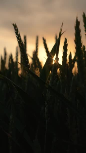麦芽の成長種を有する農業分野 日没時のグリーンな収穫 垂直方向に ファームランド 田園風景 — ストック動画
